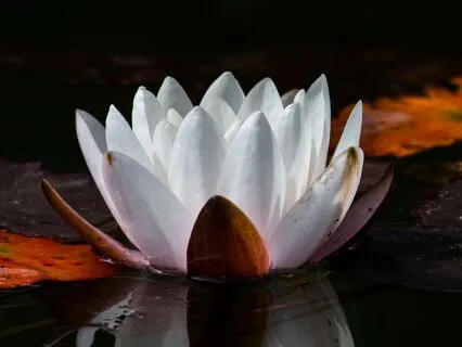 Flute & Calming Chimes