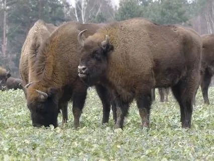 Sacred Buffalo Spirit: Calm Music For Strength & Healing