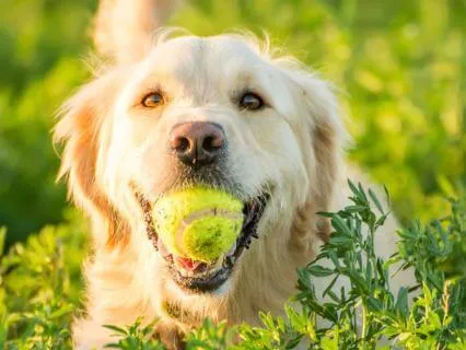 Calm Your Anxious Dog