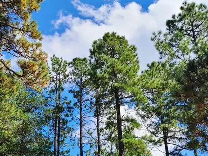 Sacred Circle Of Trees β Planting A Wish