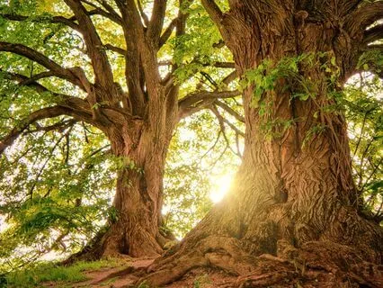 Sacred Cocoon: A Restorative Meditation