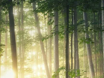 Sacred Feminine: A Journey To Your Inner Oasis