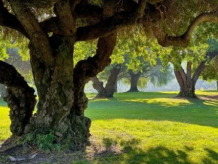 Sacred Forest Bathing: Connect With Ancient Healing Wisdom