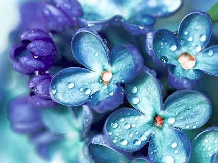 Sacred Forest, Ground And Enliven