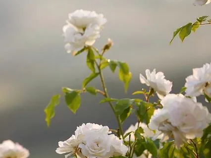 Sacred Garden Of Peace