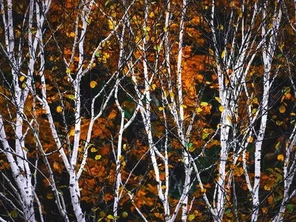 Sacred Geometry Meditation