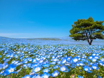 Sacred Geometry Singing Bowls