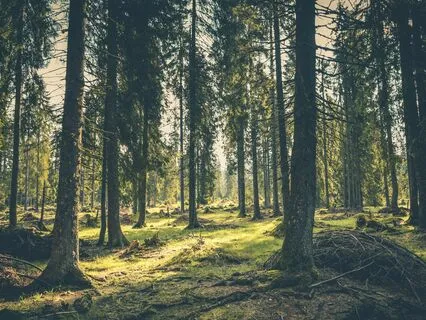 Sacred Gratitude Spiral: Shamanic Path to Thankful Living