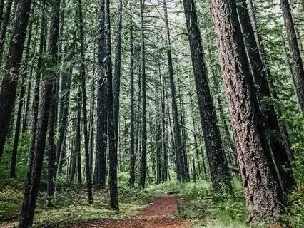 Sacred Grounding: Earth’s Healing Rhythms