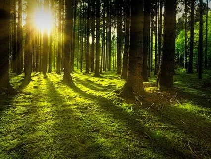 Sacred Grounding Rhythms: Shamanic Soundscapes In Nature