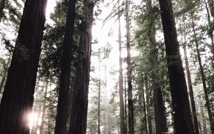 Sacred Grove, Guiding Light