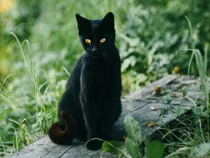 Sacred Guardians | Rowan Tree And Cat Spirit Meditation