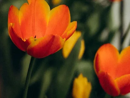 Day 05 - Sacred Harmony - March 18