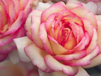 Sacred Heart Tones 1