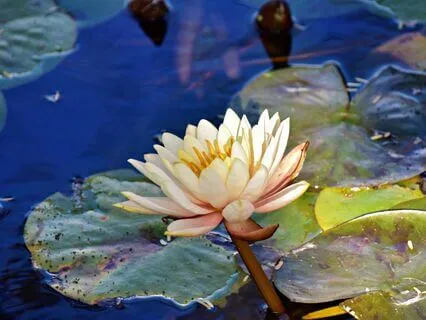 Sacred Light Language: A Channelled Blessing