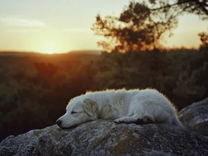 Yoga Nidra: Sacred Rest