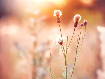 Sacred New Year & Anytime Reset