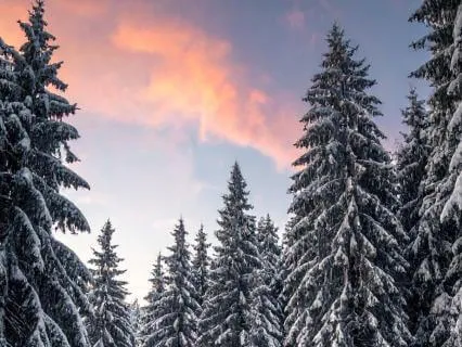 Sacred Pause | Find Stillness