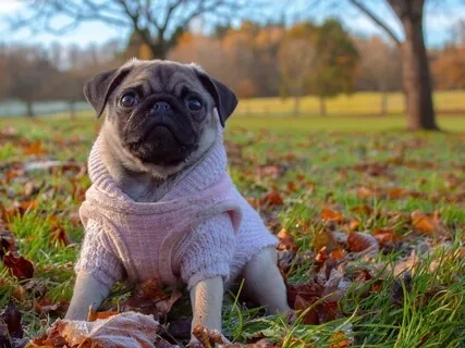 Sacred Pause In Love