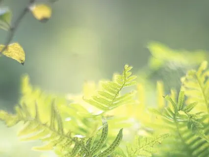 Sacred Pause Sacred Light