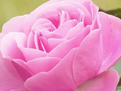 Sacred Pink Light: A Rising Of The Heart