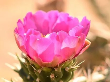 Sacred Relaxation Music | Desert Bloom