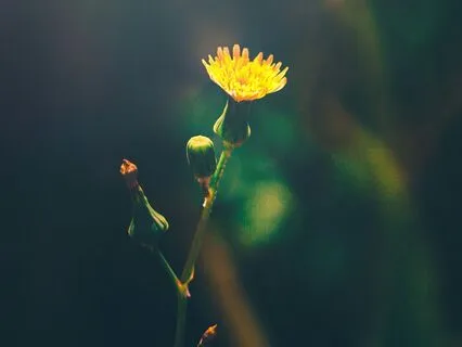 Sacred Rest – Healing Harp Music