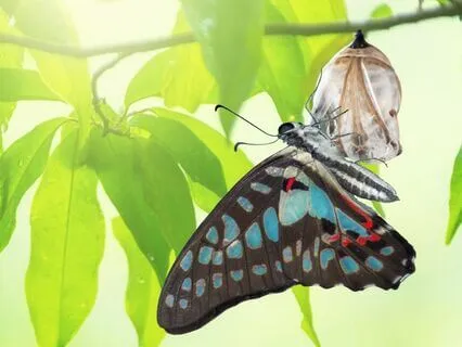 Sacred Rest Journey for Healing and Integration