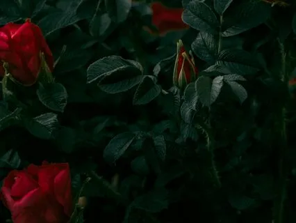 Sacred Shadows - Echoes Of Shamanic Insight