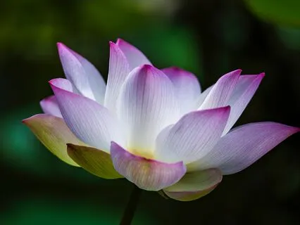 Sacred Solitude - Breathing Calmness & Clarity Into Being