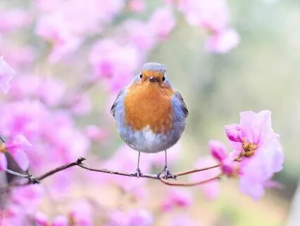 Sacred Sound Blessing From The Mother, Father Of The Cosmos
