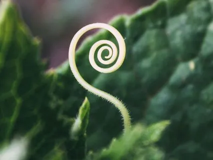 Sacred Spiral: A Meditative Soundscape