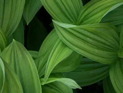 Sacred Stillness: A Mystical Body Scan Meditation