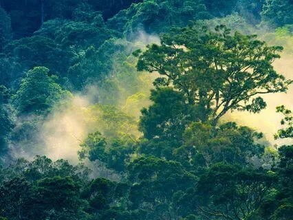 Sacred Tree's Embrace: Guided Sleep Meditation