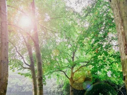 Sacred Voice: Awaken The Flow Of Your Inner Truth