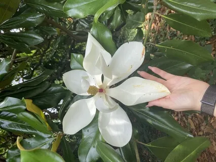 Sacred Wholeness Meditation