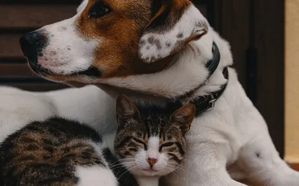 Safe Haven In The Storm Resource Resilience Mindfulness Sit