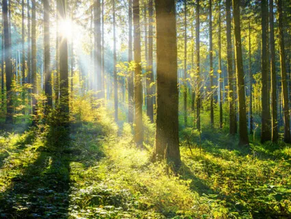 Safe Place (With Healing Harp)