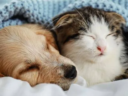 Safe Space for Pets | Deep Relaxation For Pets & People Pt 3