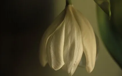 Safely Into Dying: Meditation Talk