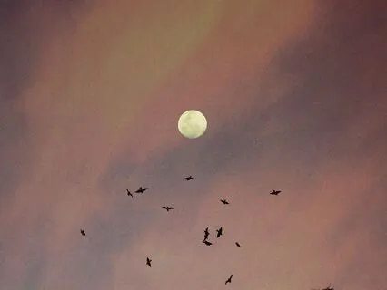 Sagittarius Full Strawberry Moon Meditation | June 2025