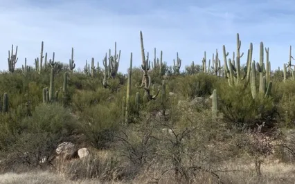 Saguaro Grove 