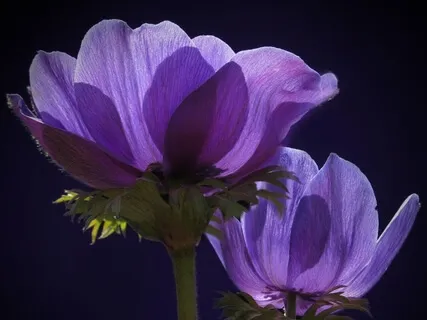 Sahasrara Crown Chakra Corona