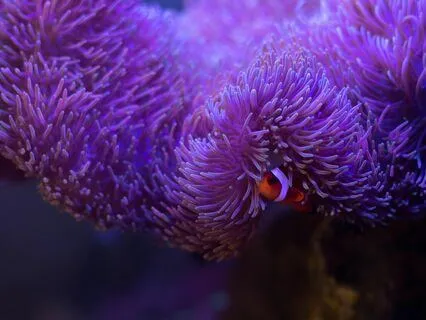 Sailing And Underwater Sleep Story