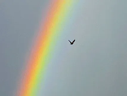 Sailing Into A Rainbow