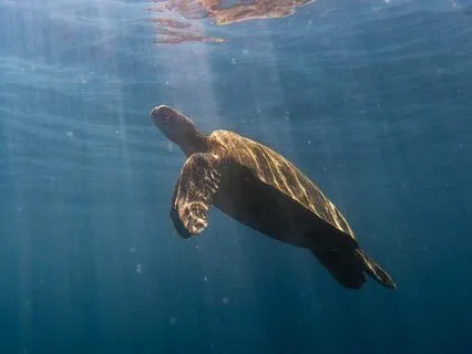 Sailing Into The Guitar Sea