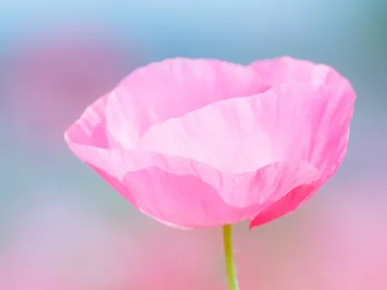 Saint Kabir's Teachings On Love -  Session 4