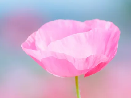 Saint Kabir's Teachings On Love - Session 5