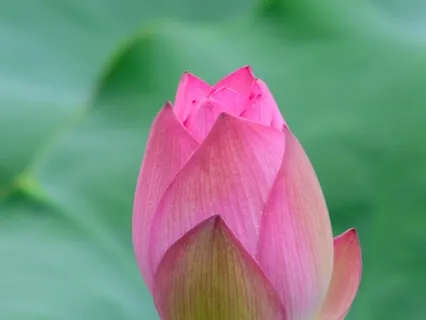 Salutation To Real Self Is The Pinnacle Of Mindfulness