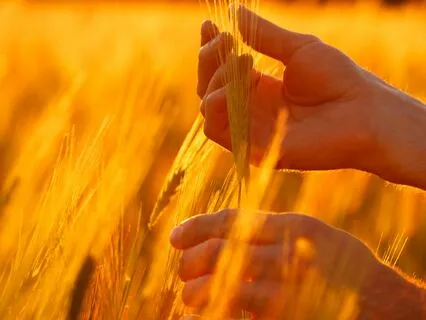 Salute To The Senses - Nourishing Sensory Awareness